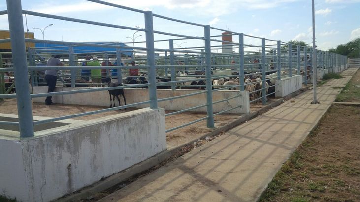 ADAB em Paulo Afonso intensifica a fiscalização de caprinos e ovinos