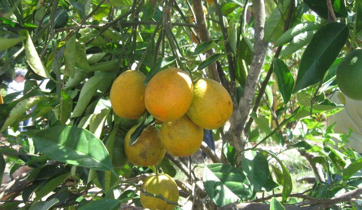 Ministério da Agricultura reconhece ausência de cancro cítrico na Bahia