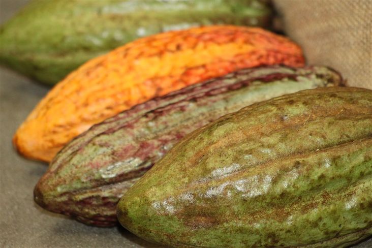 Importação de cacau de Gana coloca em risco agricultura do Brasil
