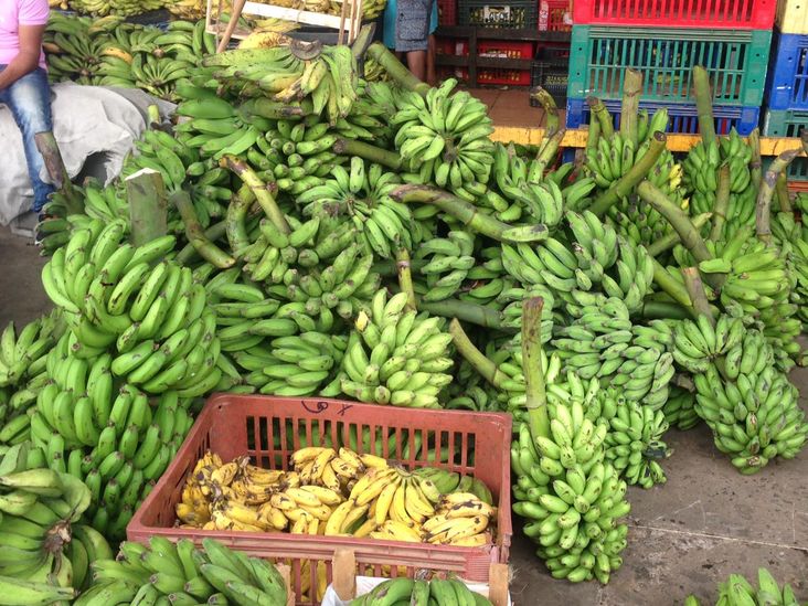 ADAB de Feira de Santana fiscaliza transportadores e comerciantes de bananas