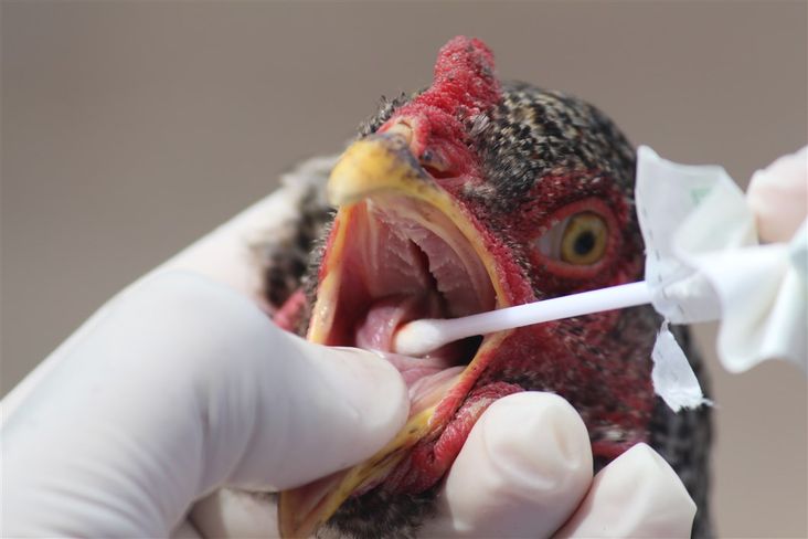 A ADAB realiza vigilância epidemiológica para Gripe Aviária