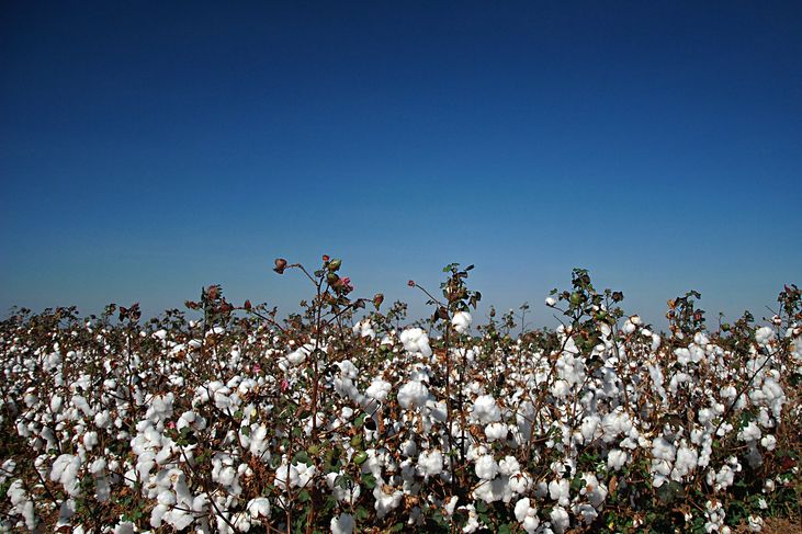 Ação da Secretaria da Agricultura e ADAB dá novo fôlego à produção de algodão