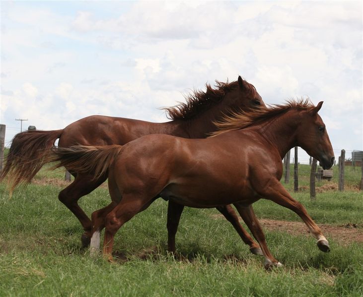 cavalos