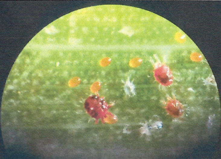 ADAB encontra focos de ácaro-vermelho-das-palmeiras (Raoiella indica) no Litoral Norte da Bahia